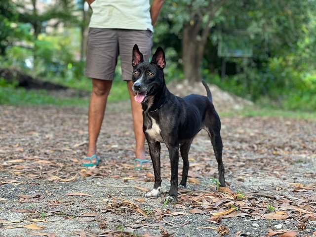 Janu (Small Size) (Sharmalan) - American Staffordshire Terrier Mix Dog