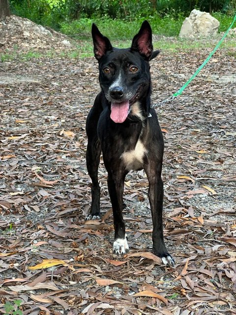 Janu (Small Size) (Sharmalan) - American Staffordshire Terrier Mix Dog