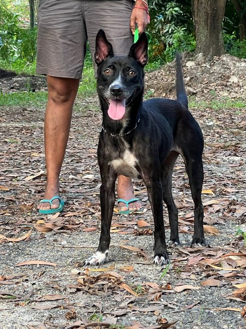 Janu (Small Size) (Sharmalan) - American Staffordshire Terrier Mix Dog