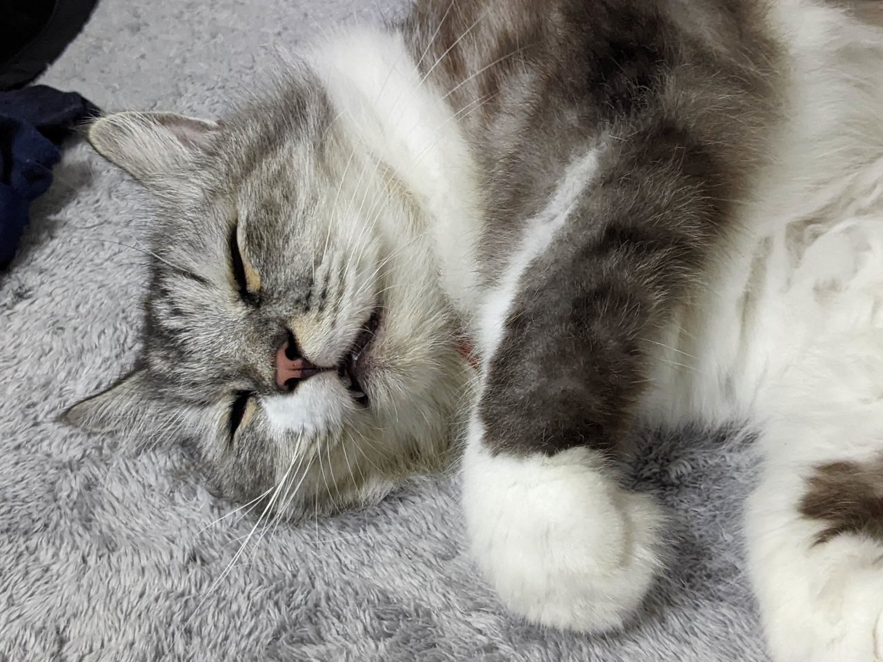 Ciber (Silver) - Persian + Maine Coon Cat