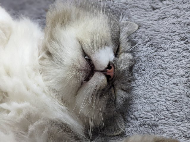 Ciber (Silver) - Persian + Maine Coon Cat