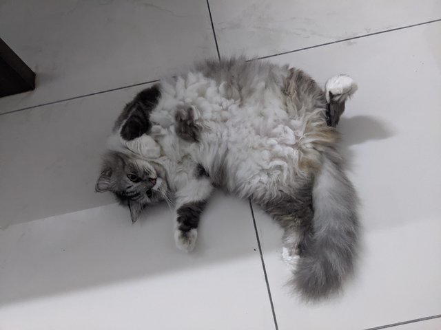 Ciber (Silver) - Persian + Maine Coon Cat