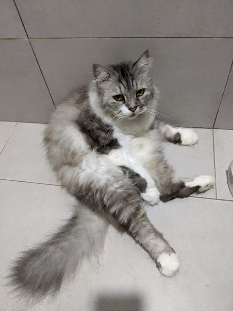 Ciber (Silver) - Persian + Maine Coon Cat