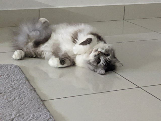 Ciber (Silver) - Persian + Maine Coon Cat