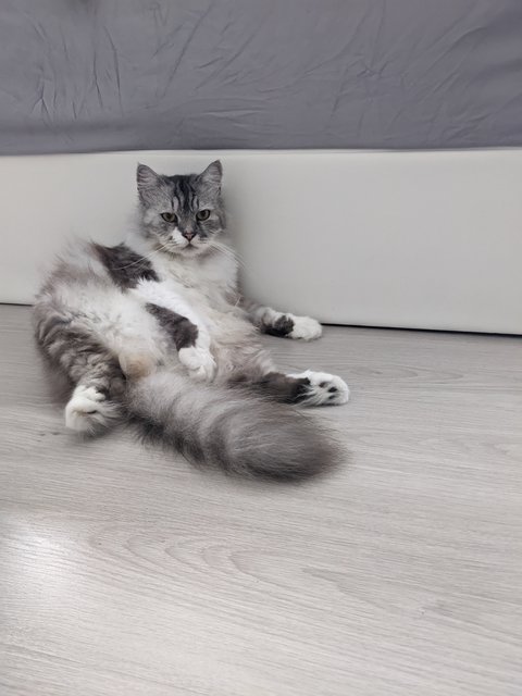 Ciber (Silver) - Persian + Maine Coon Cat