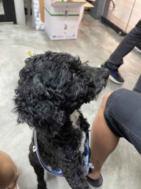 No Name Yet - Poodle Dog