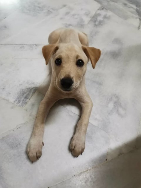 Micco - Labrador Retriever Mix Dog