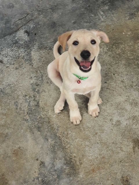 Micco - Labrador Retriever Mix Dog