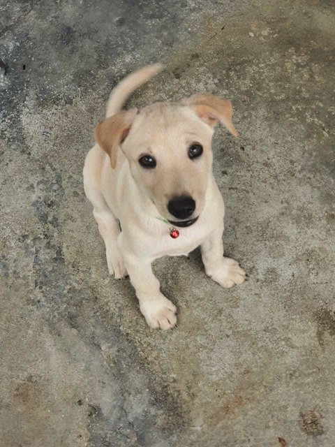 Micco - Labrador Retriever Mix Dog