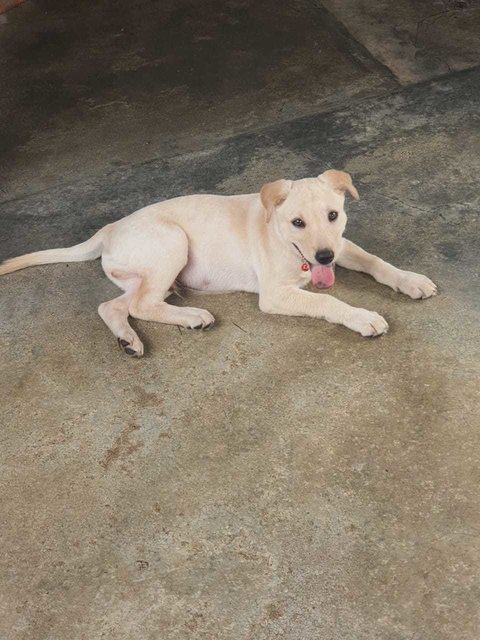 Micco - Labrador Retriever Mix Dog