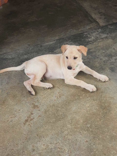 Micco - Labrador Retriever Mix Dog