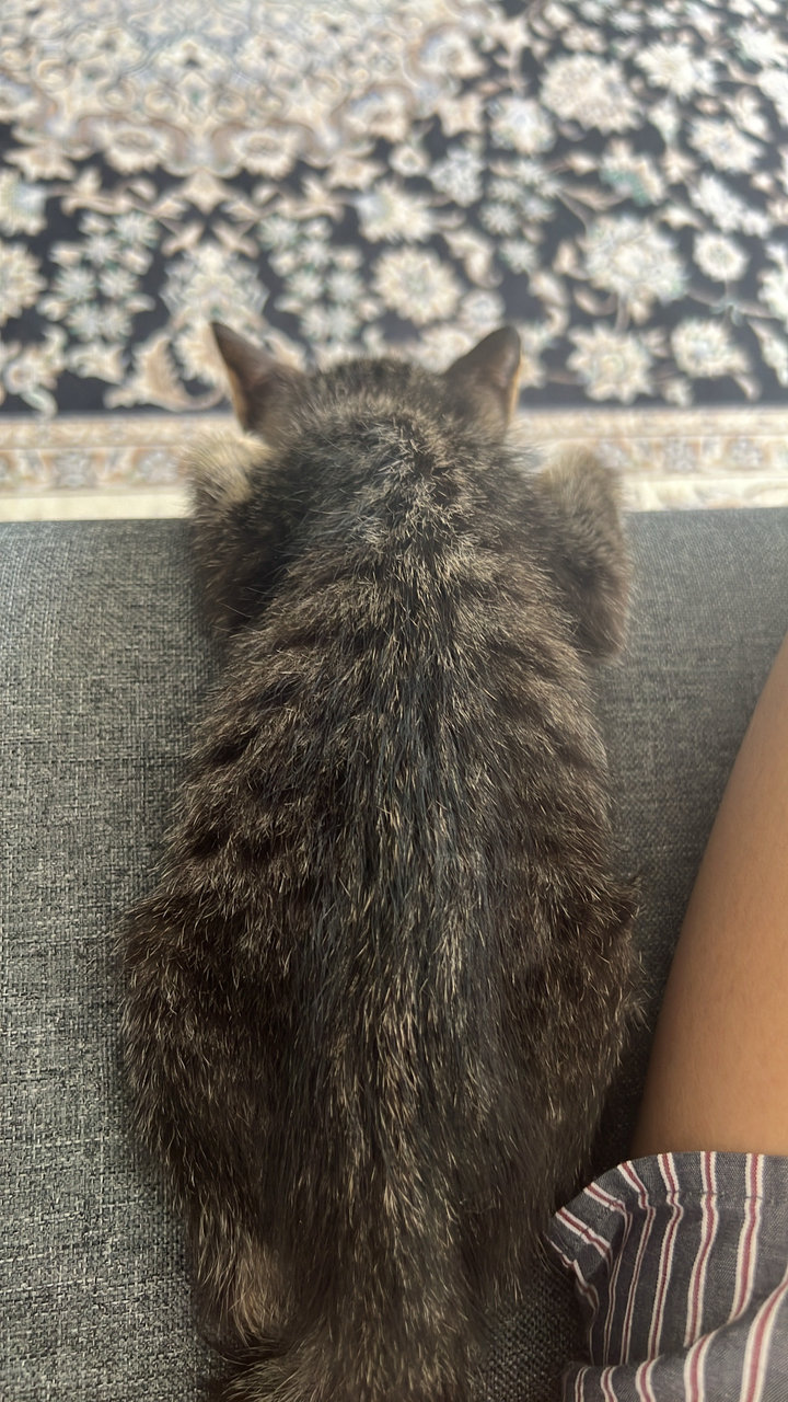 Baby - Domestic Medium Hair Cat
