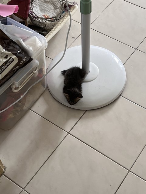 Baby - Domestic Medium Hair Cat