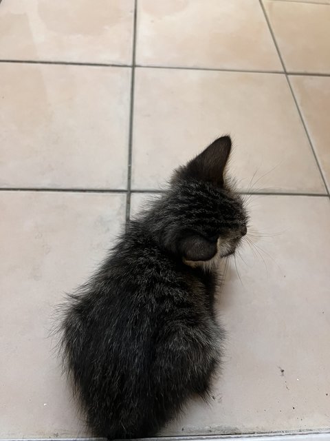 Baby - Domestic Medium Hair Cat