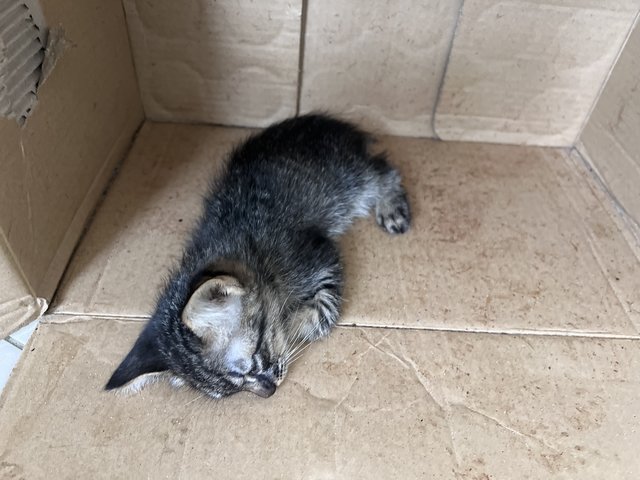 Baby - Domestic Medium Hair Cat