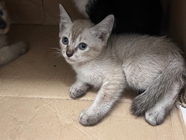 Handsome Boi - Domestic Medium Hair Cat