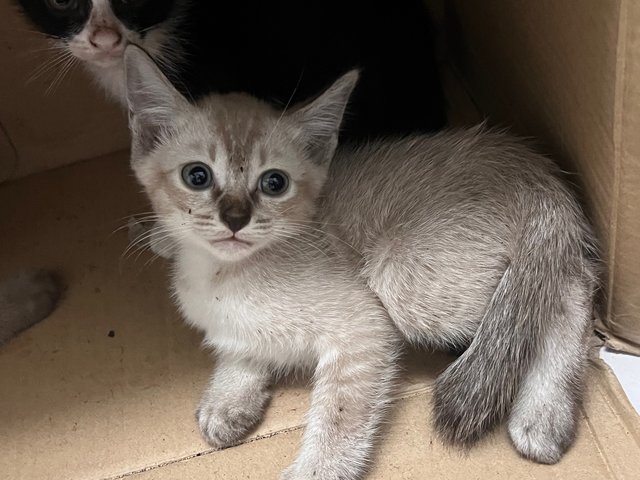 Handsome Boi - Domestic Medium Hair Cat