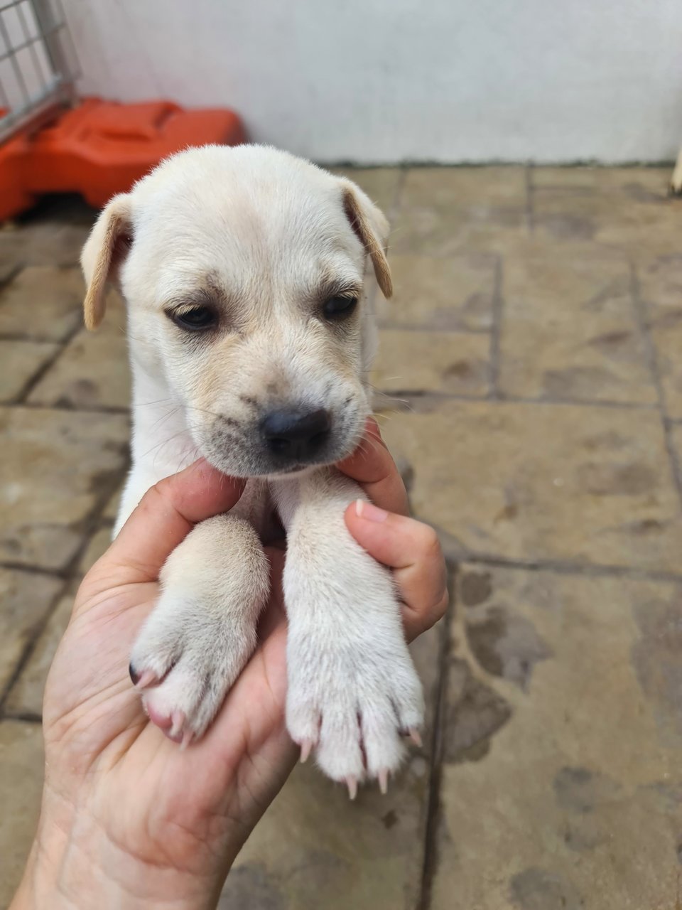 Little White 小白 - Mixed Breed Dog