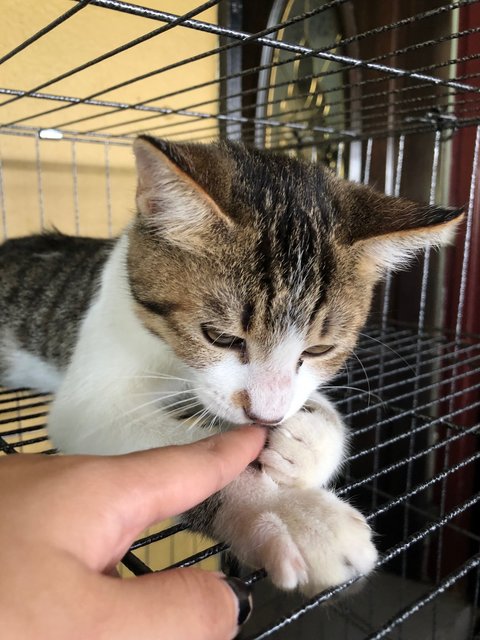 Leo - Domestic Short Hair + Siamese Cat