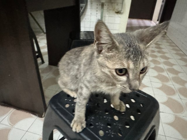 Oreo &amp; Sarjan - Domestic Short Hair Cat