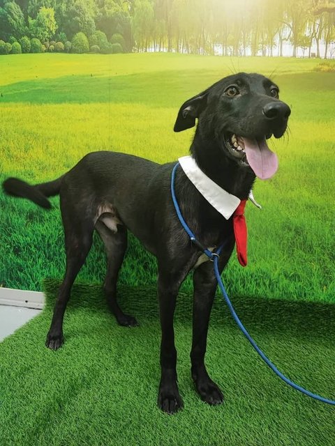 Rocky  N Mocha - Labrador Retriever Mix Dog