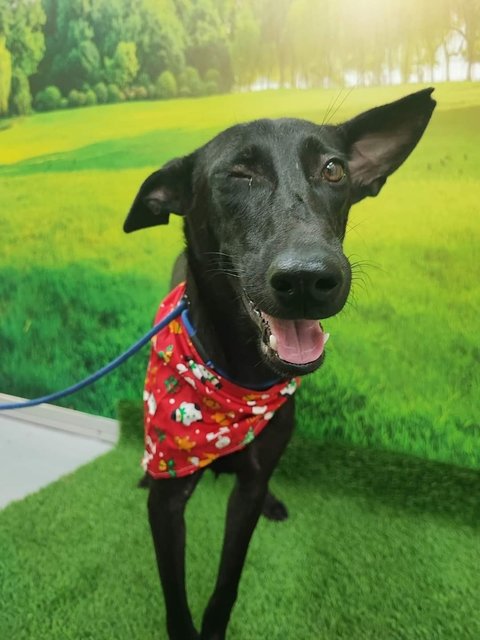 Rocky  N Mocha - Labrador Retriever Mix Dog