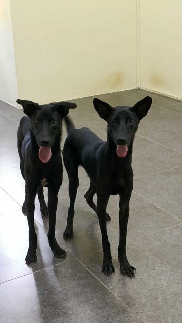 Rocky  N Mocha - Labrador Retriever Mix Dog