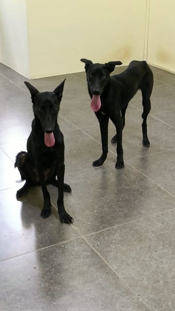 Rocky  N Mocha - Labrador Retriever Mix Dog