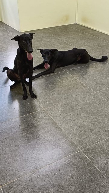 Rocky  N Mocha - Labrador Retriever Mix Dog