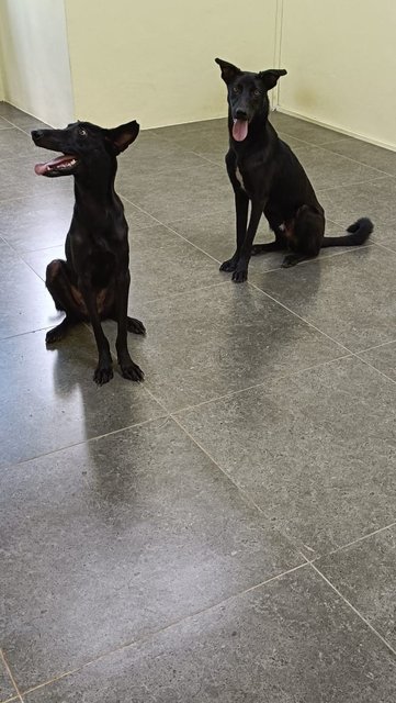 Rocky  N Mocha - Labrador Retriever Mix Dog