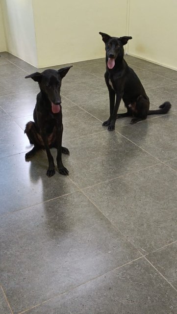 Rocky  N Mocha - Labrador Retriever Mix Dog