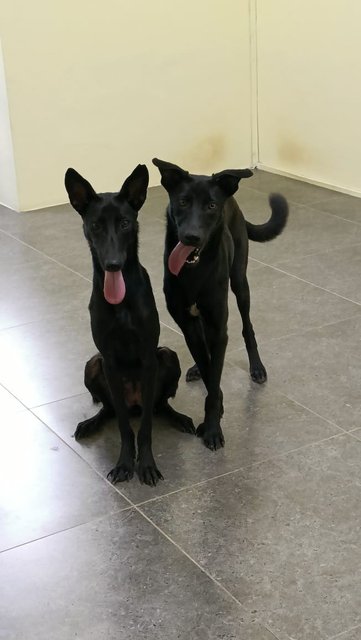 Rocky  N Mocha - Labrador Retriever Mix Dog