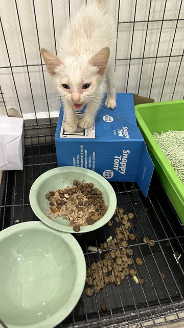 Budak Yatim - Domestic Short Hair Cat