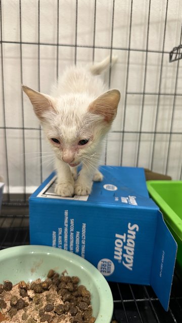 Budak Yatim - Domestic Short Hair Cat