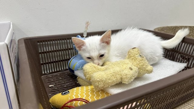 Budak Yatim - Domestic Short Hair Cat