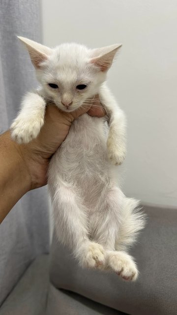 Budak Yatim - Domestic Short Hair Cat