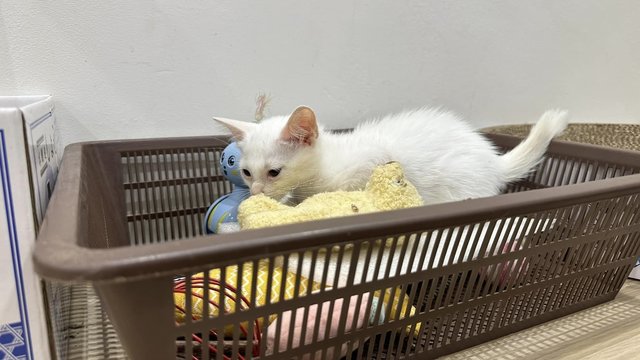 Budak Yatim - Domestic Short Hair Cat