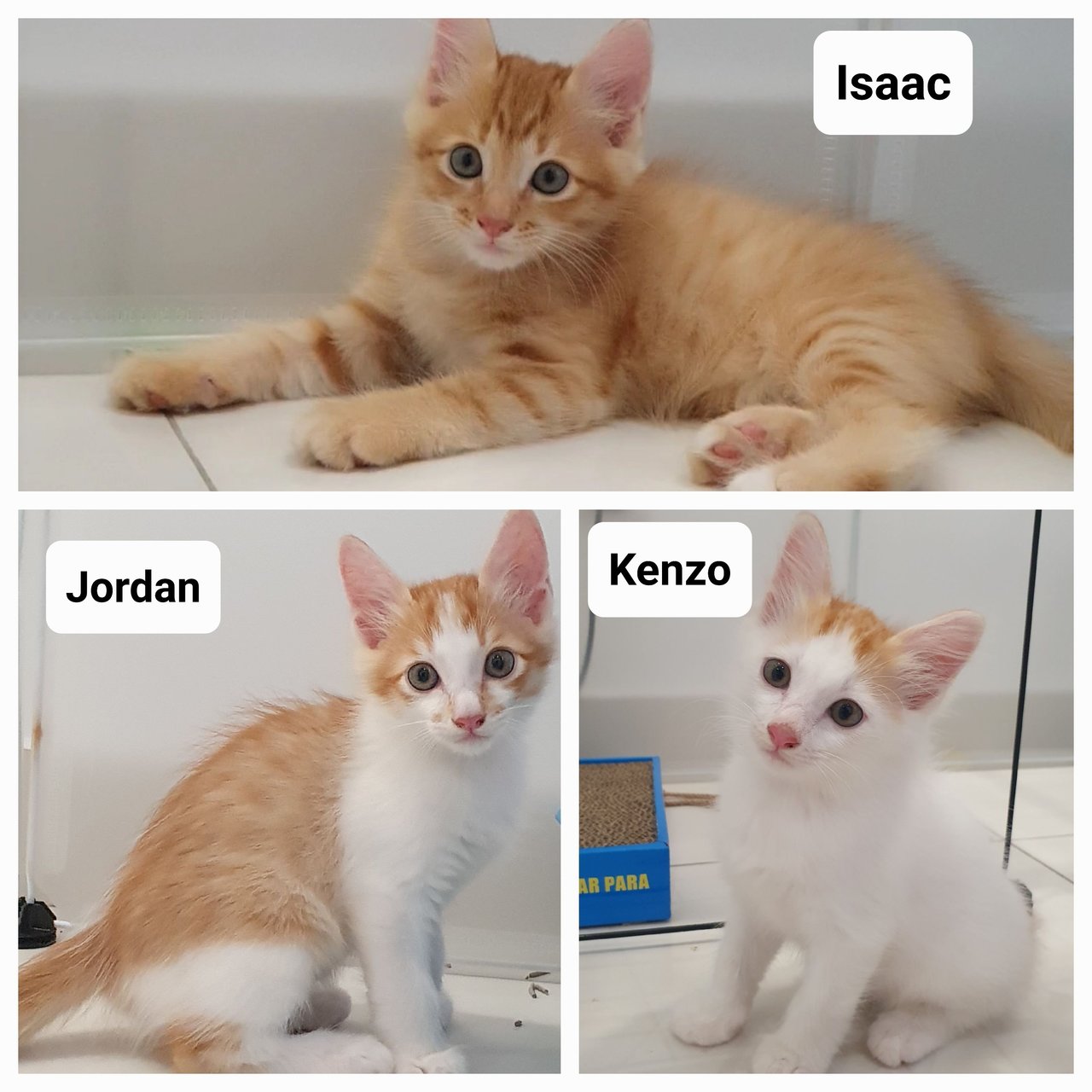 3 Kittens - Domestic Medium Hair Cat