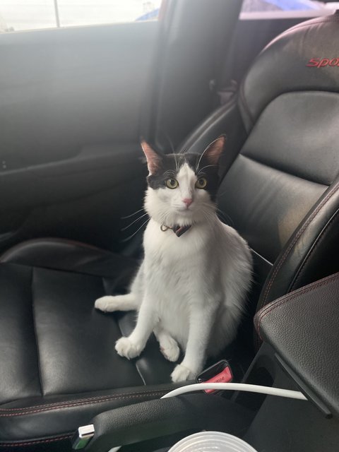 Abang Oreo - Domestic Long Hair Cat