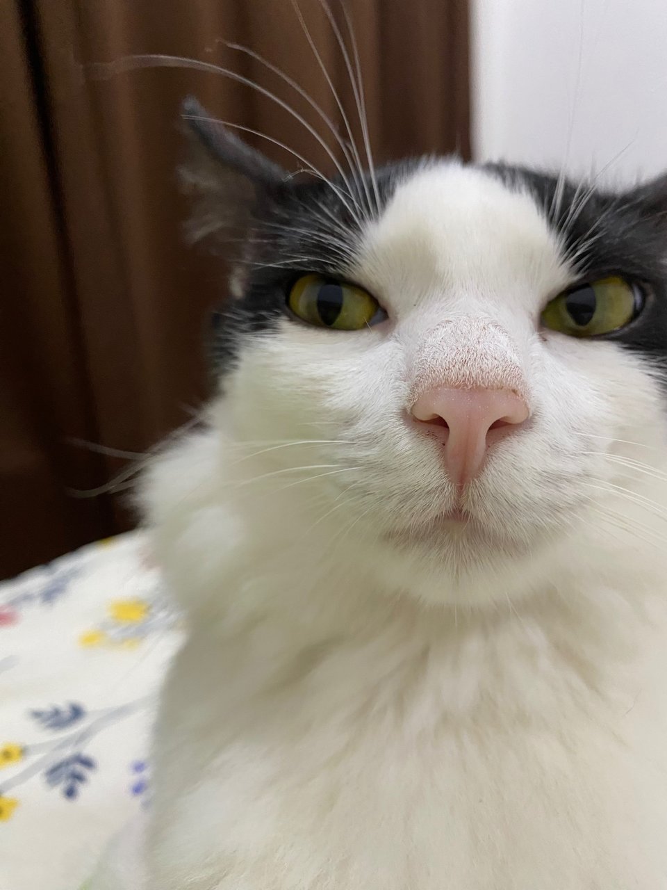 Abang Oreo - Domestic Long Hair Cat