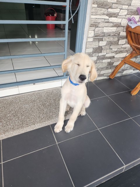 Leo - Golden Retriever Dog