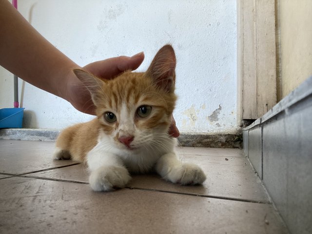 Qq - Domestic Short Hair Cat