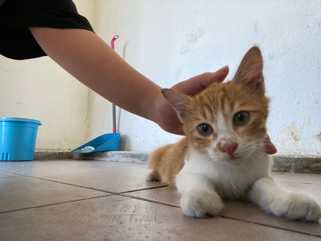 Qq - Domestic Short Hair Cat