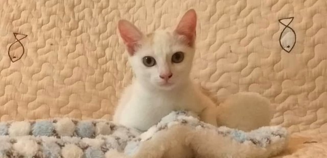 Snowwhite - Domestic Short Hair Cat