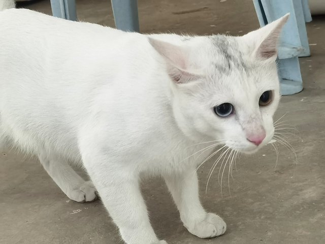 Juan - Domestic Short Hair Cat