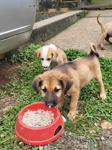 Mimi &amp; Lily (Female) 💜 - Mixed Breed Dog