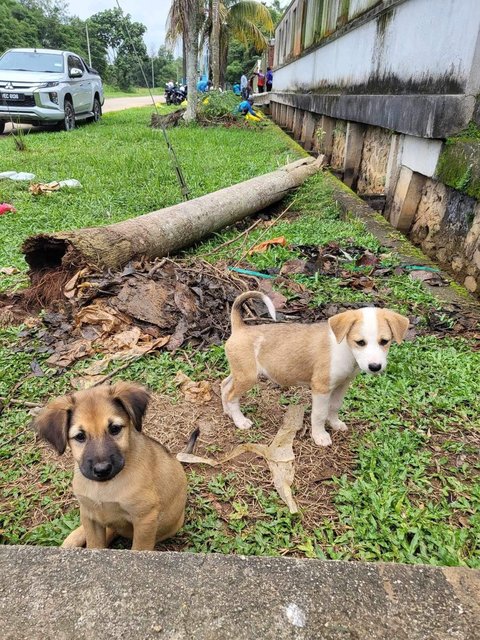 Mimi &amp; Lily (Female) 💜 - Mixed Breed Dog