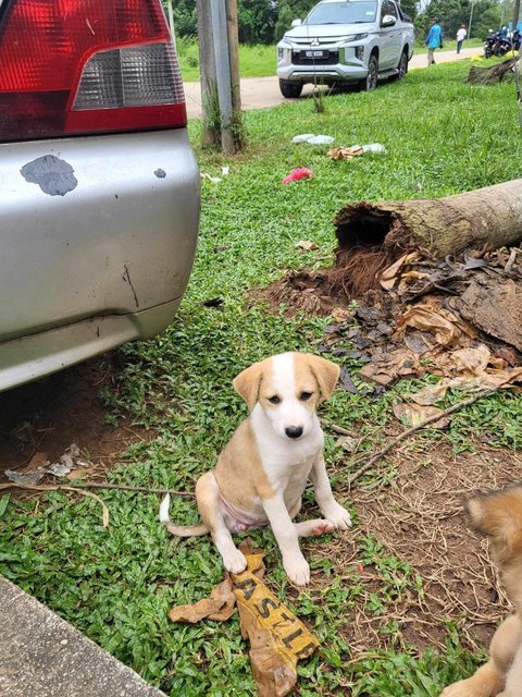 Mimi &amp; Lily (Female) 💜 - Mixed Breed Dog