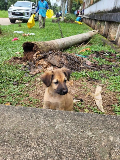 Mimi &amp; Lily (Female) 💜 - Mixed Breed Dog