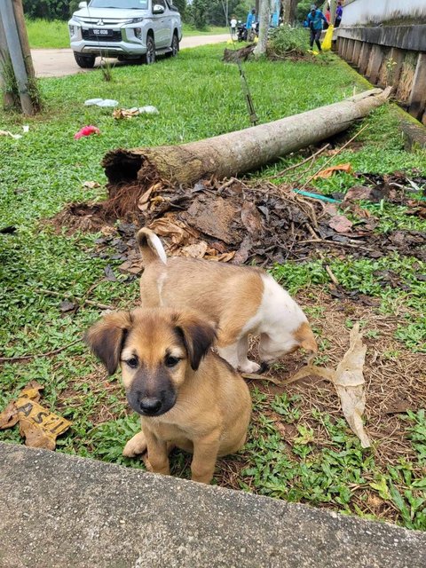 Mimi &amp; Lily (Female) 💜 - Mixed Breed Dog